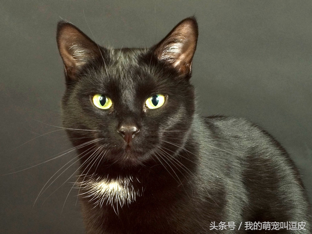 养猫你都遇到过哪些灵异事儿？宠友分享：你养是黑猫还是白猫？