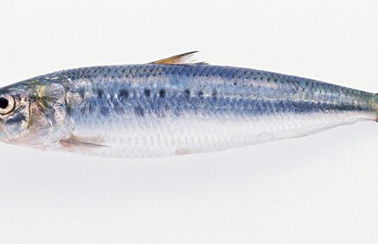 沙丁鱼的营养价值，沙丁鱼的功效与作用