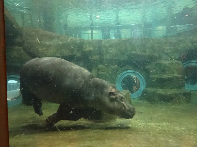 社會 北海道旭山動物園 通過 行為展示 了解動物本真的魅力 天天看點