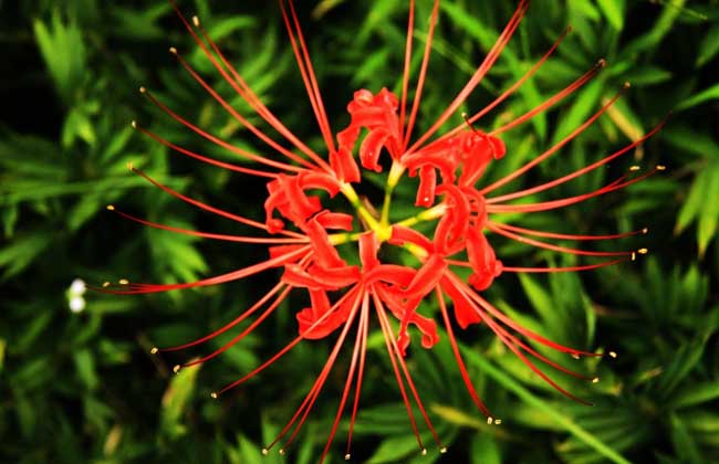 彼岸花什么时候开花（彼岸花的颜色和花期）