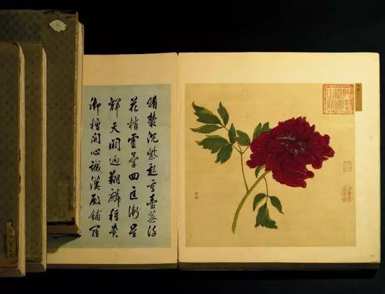 一朵牡丹价值超过100万，魅力何在？