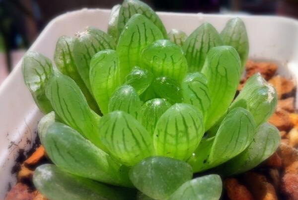 属鸡的幸运植物是什么_达一风水网