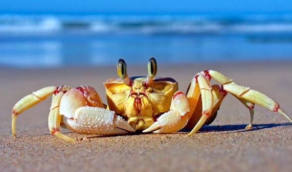 海蟹怎么保存9海螃蟹能冷冻保存吗 - 免费seo诊断咨