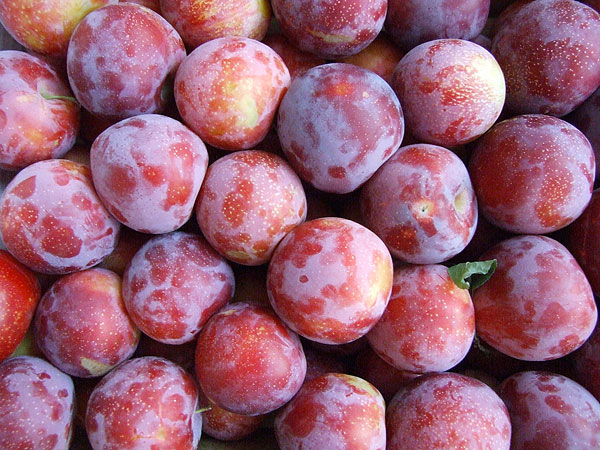 小编逛超市的时候发现正在售卖一种叫做芙蓉李的水果,作为李子的一种