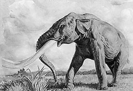 大象：最大的陆地动物