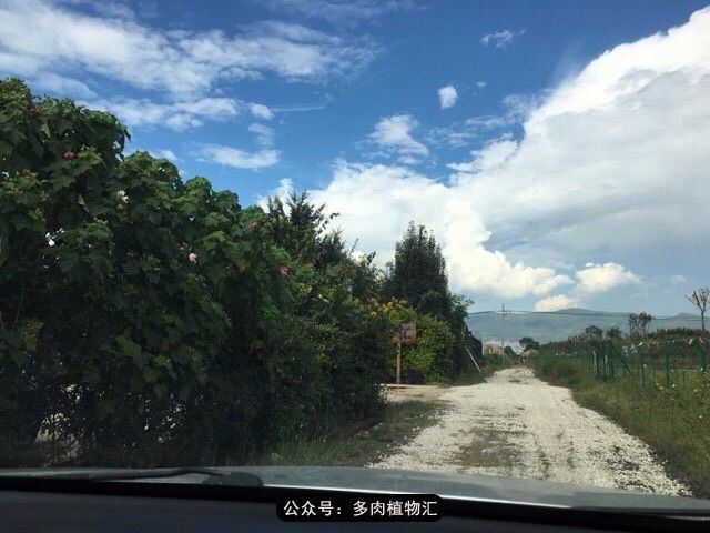 为什么说起多肉,还是云南最美?见到这一幕我终于明白了……