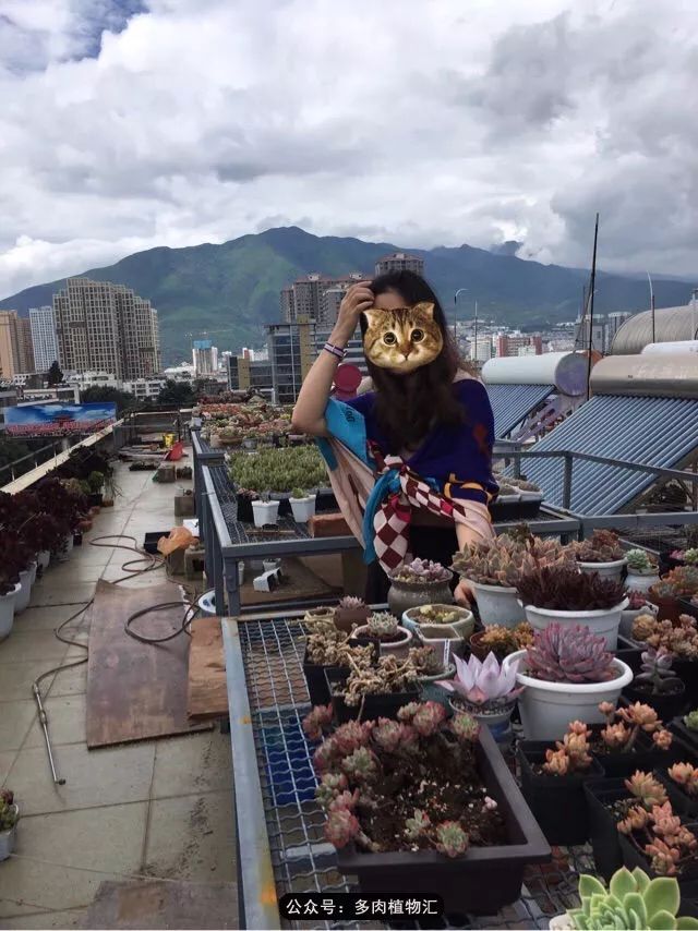 为什么说起多肉,还是云南最美?见到这一幕我终于明白了……