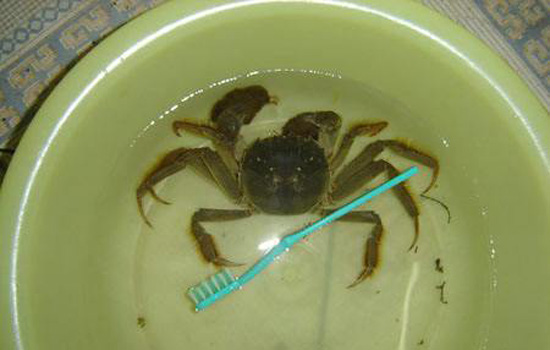 螃蟹怎么洗干净去内脏，清洗螃蟹的三大步骤？