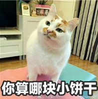 你算哪块小饼干什么梗 你算哪块小饼干是什么意思