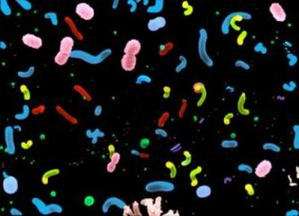 藻类是原核生物还是真核生物（海洋中数量最多的生物）