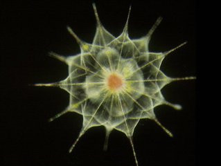 藻类是原核生物还是真核生物（海洋中数量最多的生物）