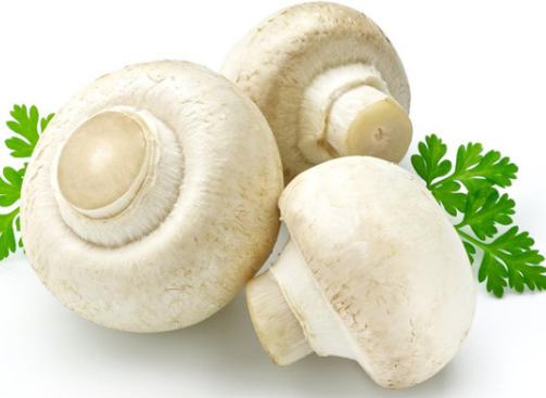 口蘑怎么挑选 口蘑有毒吗