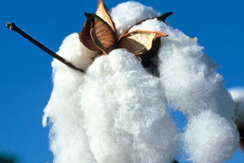 长绒棉是什么面料 长绒棉和全棉有什么区别
