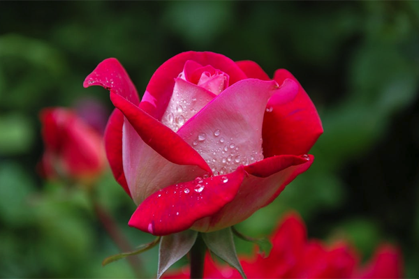 智障本障是什么梗 智障本障是什么意思