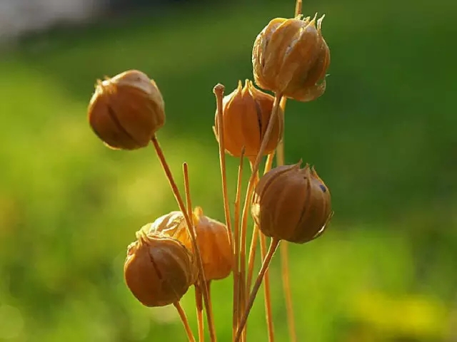 胡麻油是什么油 -生活知识库-动动脑