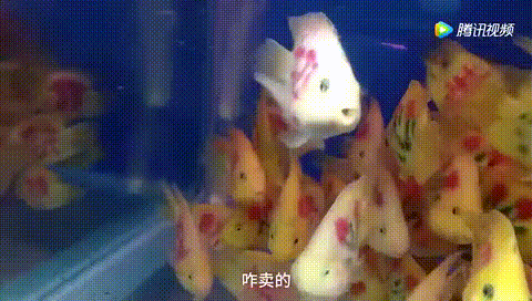 还有这操作！成都花鸟市场现“纹身”观赏鱼 穿上“花衣服” 身价翻倍