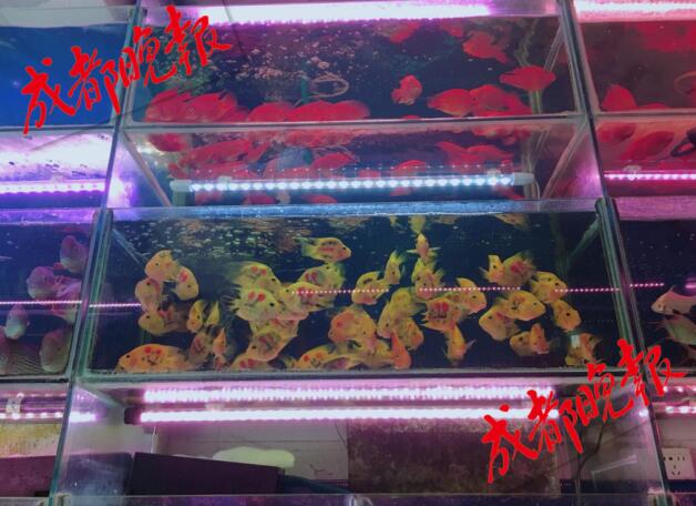 还有这操作！成都花鸟市场现“纹身”观赏鱼 穿上“花衣服” 身价翻倍