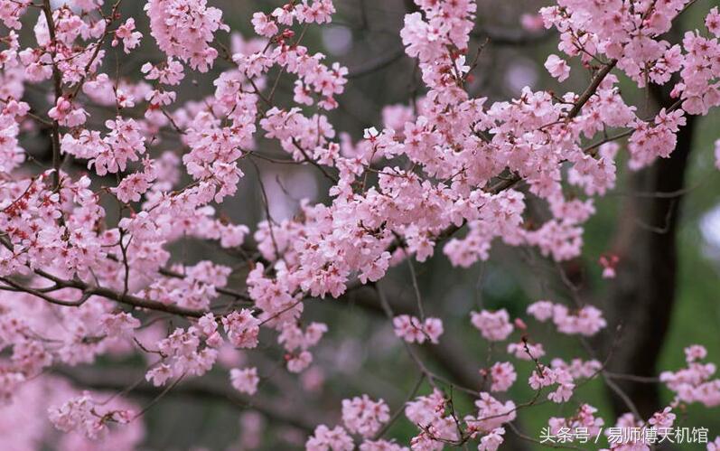 哪些人天生桃花旺盛？从八字格局来看