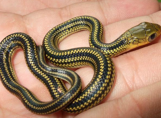 乌梢蛇有毒吗(性温和无毒可以祛风通络又能定惊止痉)