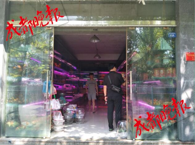 还有这操作！成都花鸟市场现“纹身”观赏鱼 穿上“花衣服” 身价翻倍