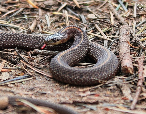 乌梢蛇有毒吗(性温和无毒可以祛风通络又能定惊止痉)