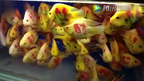 还有这操作！成都花鸟市场现“纹身”观赏鱼 穿上“花衣服” 身价翻倍