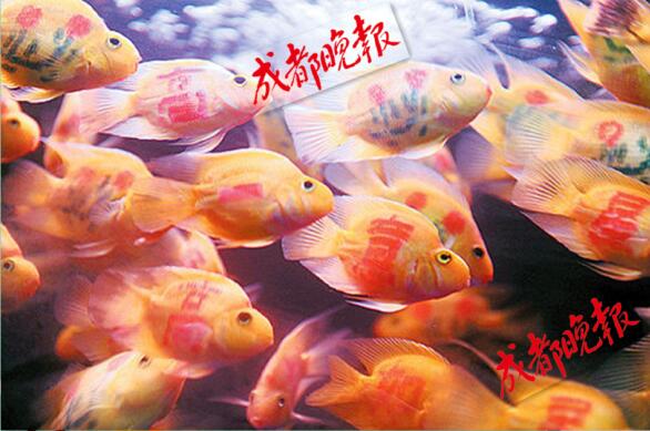 还有这操作！成都花鸟市场现“纹身”观赏鱼 穿上“花衣服” 身价翻倍