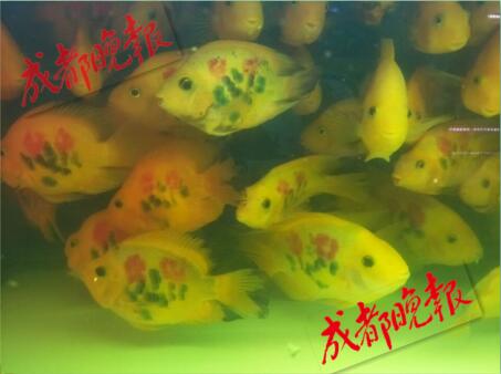 还有这操作！成都花鸟市场现“纹身”观赏鱼 穿上“花衣服” 身价翻倍