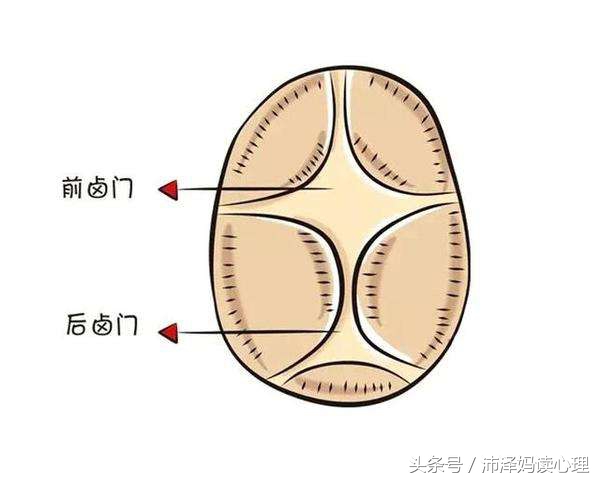其实在宝宝的后脑勺的位置还有一个后囟门,因为后囟门闭合的较早,加上