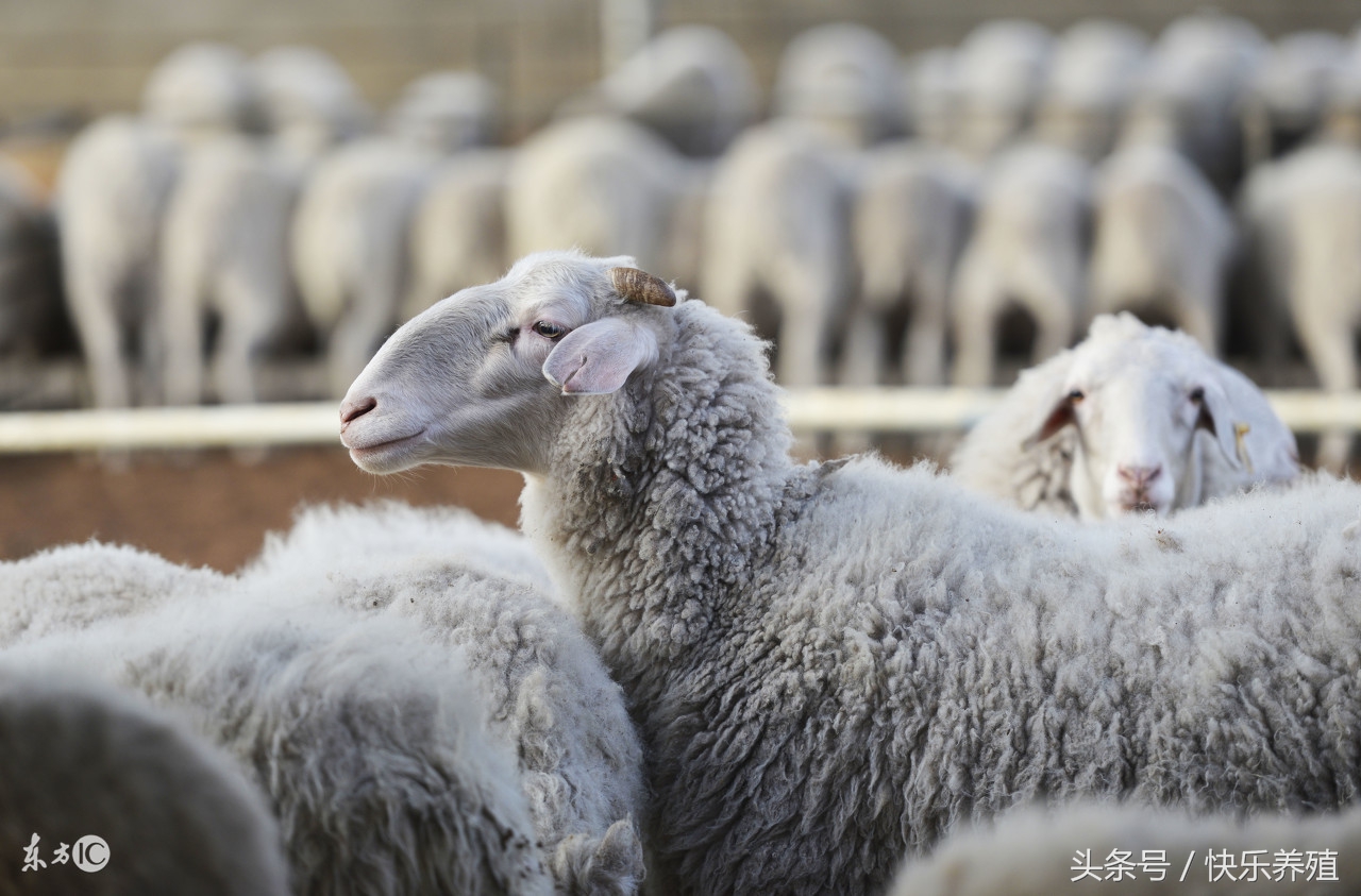 活羊存栏捉襟见肘，羊贩子遭遇抓羊难，羊价飞涨超10元一斤！