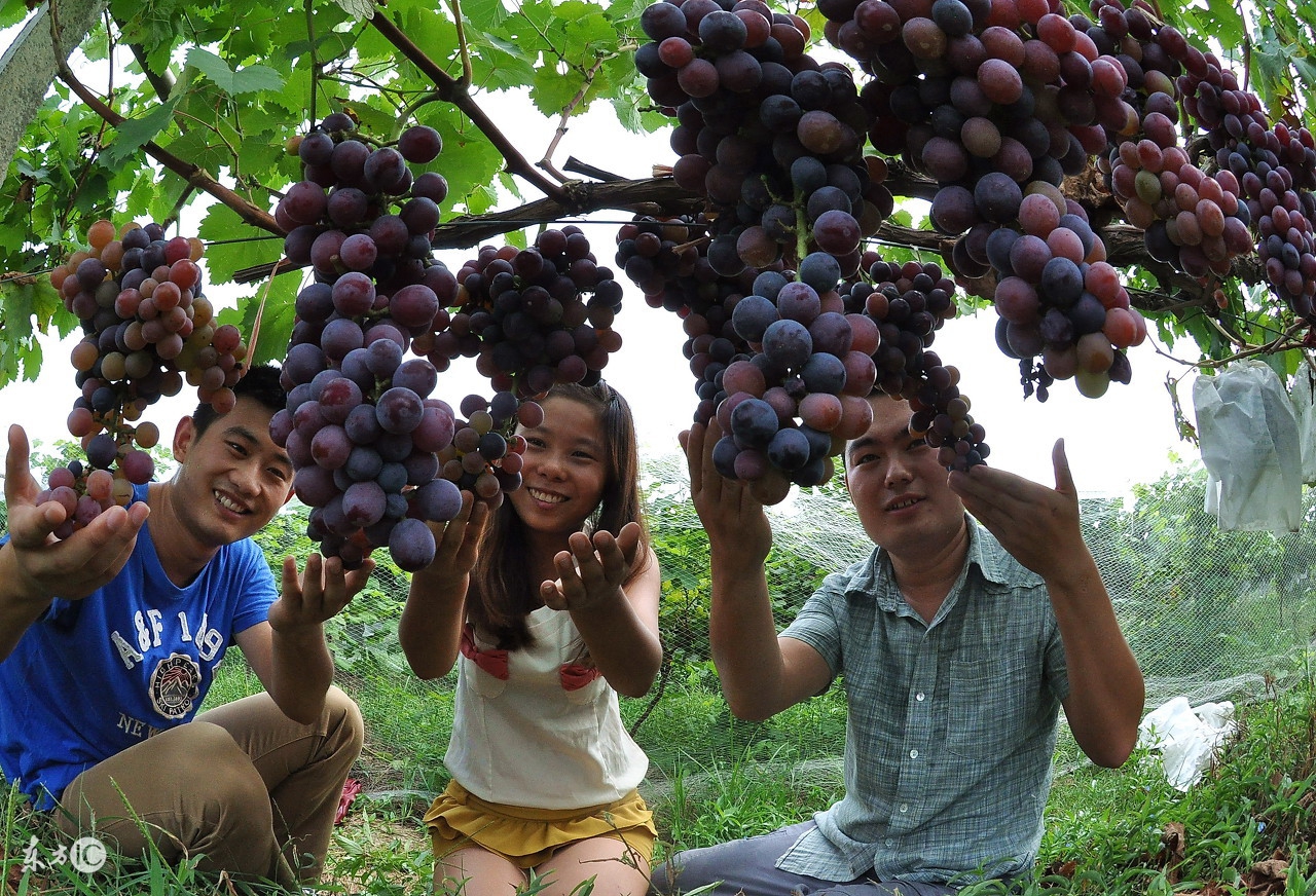大学生毕业当村官，服务期满待遇优厚，公务员定向考录