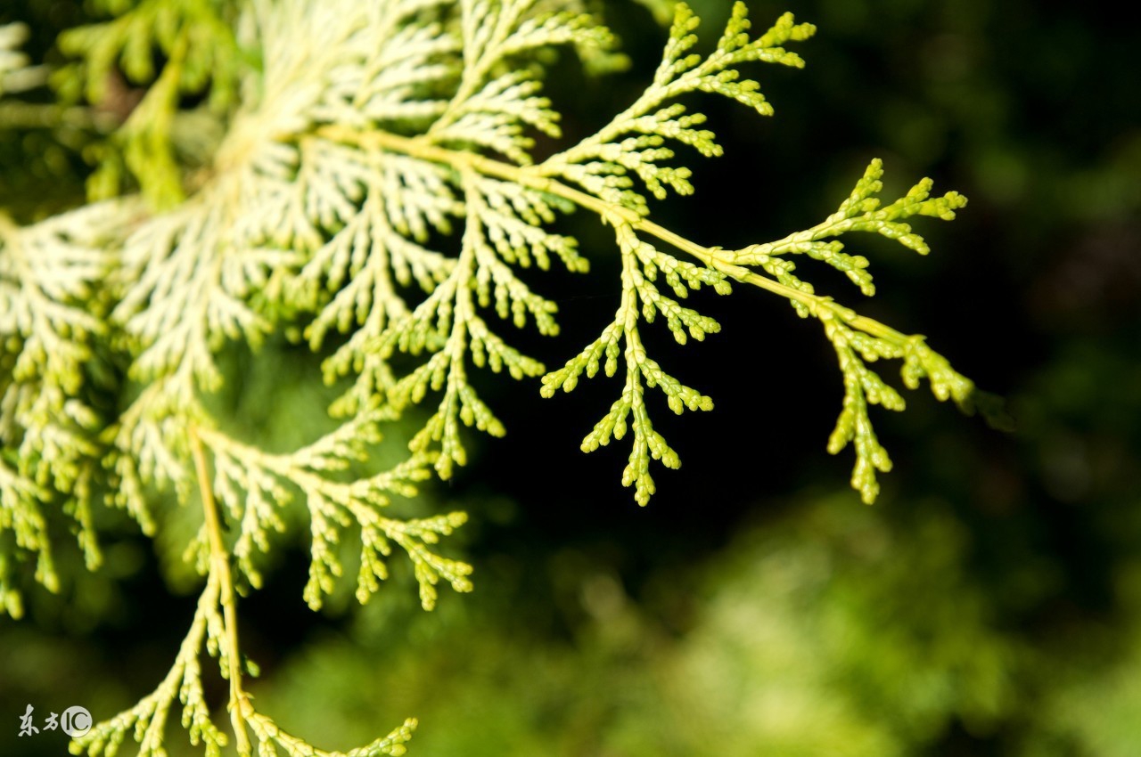 柏树叶可以泡水喝吗