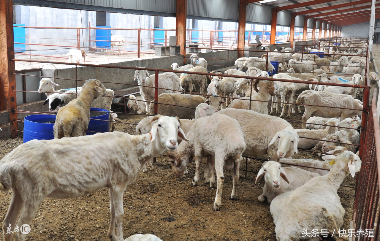 内蒙古地区:育肥羊价格9.0~10.5元/斤,淘汰羊价格7.0~8.