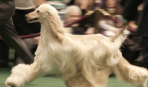 最古老的猎犬犬种之一-大型贵族阿富汗猎犬