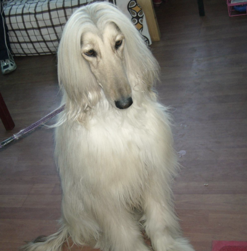 阿富汗猎犬价格最古老的猎犬犬种之一