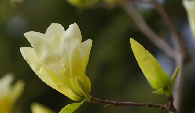 玉兰花寓意什么（玉兰花具有表露爱意的寓意）