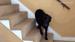 你绝对没看过的狗狗各种下楼梯方式！最后一只也太厉害了吧