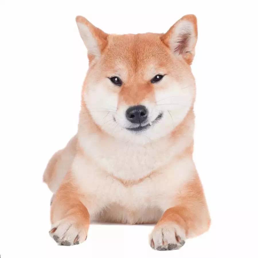 [doge]原图图片