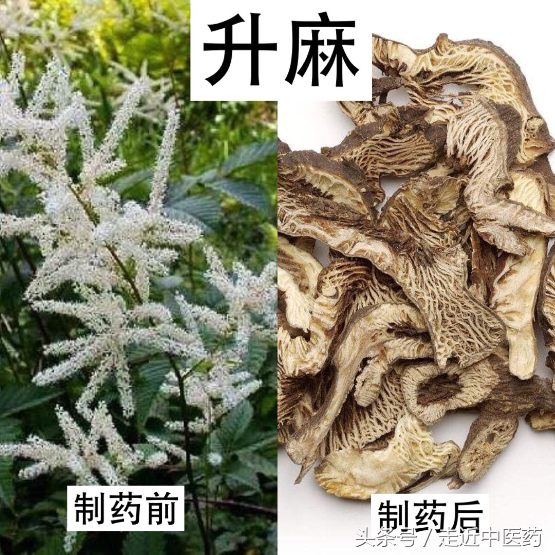 解表药——发散风热药（柴胡、升麻、葛根）