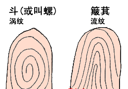 婴儿斗小说一宠一虐（你家宝宝手指有几个斗几个簸箕）