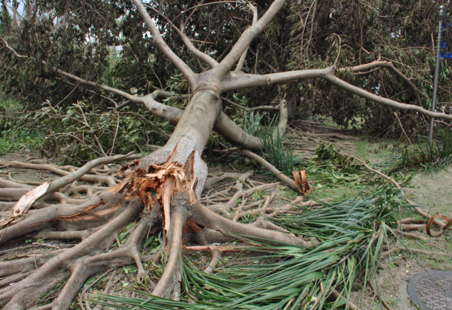 珠海暨南大学（天鸽）