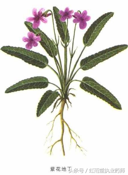 偶尔了解一味中药——紫花地丁
