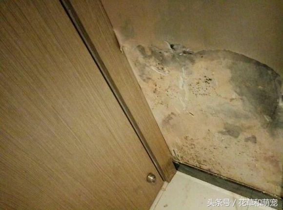 三个多月的萨摩耶怎么做好吃？是红烧狗肉，还是直接烤了？