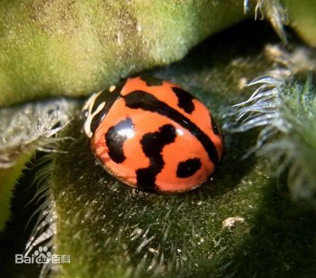 看清楚了吗？你见过它们吗？哪些瓢虫是益虫？哪些瓢虫是害虫？