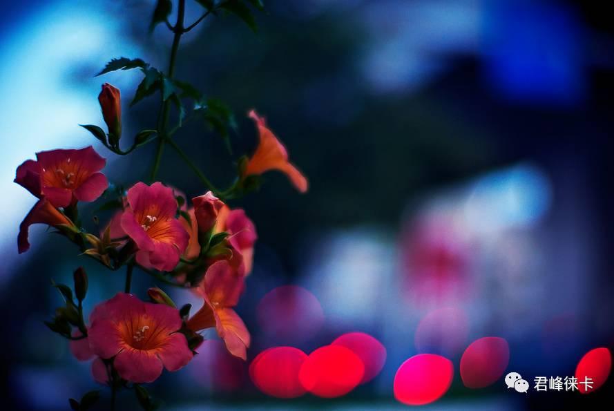 摄影界流传的“德味儿”究竟是什么味儿？好吃吗？