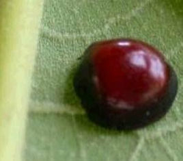 看清楚了吗？你见过它们吗？哪些瓢虫是益虫？哪些瓢虫是害虫？