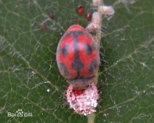 看清楚了吗？你见过它们吗？哪些瓢虫是益虫？哪些瓢虫是害虫？