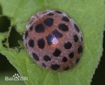 看清楚了吗？你见过它们吗？哪些瓢虫是益虫？哪些瓢虫是害虫？
