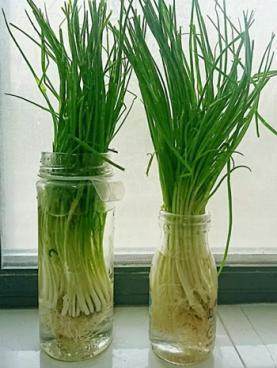 水养葱的正确方法(教你在家自制水培香葱)