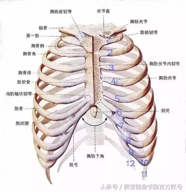 你也肋骨外翻？不知道怎么矫正？